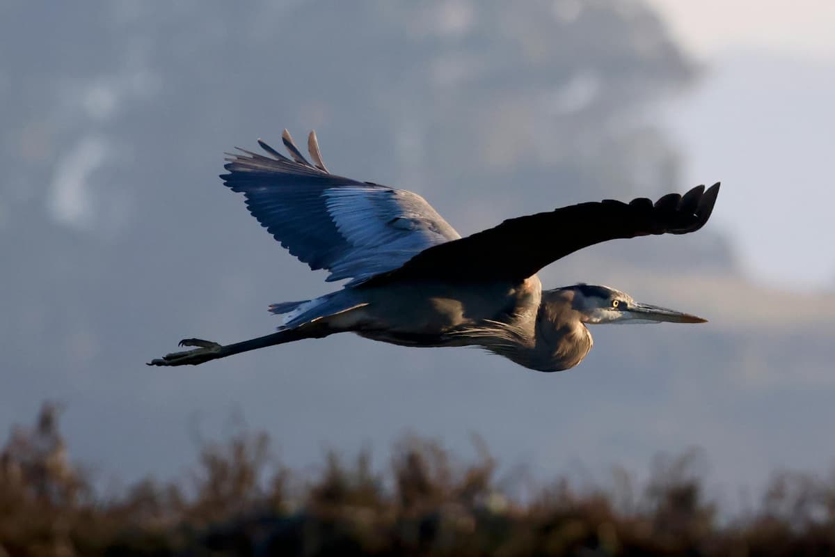 a-bird-flying