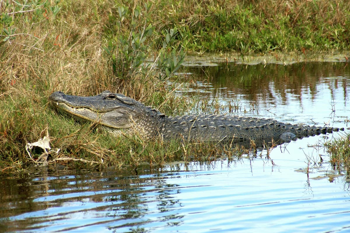 a-crocodile-by-the-water
