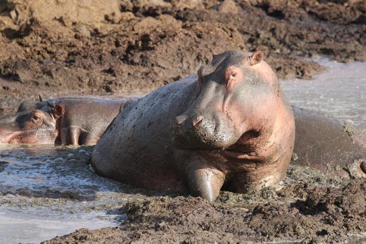 a-hippo-in-mud