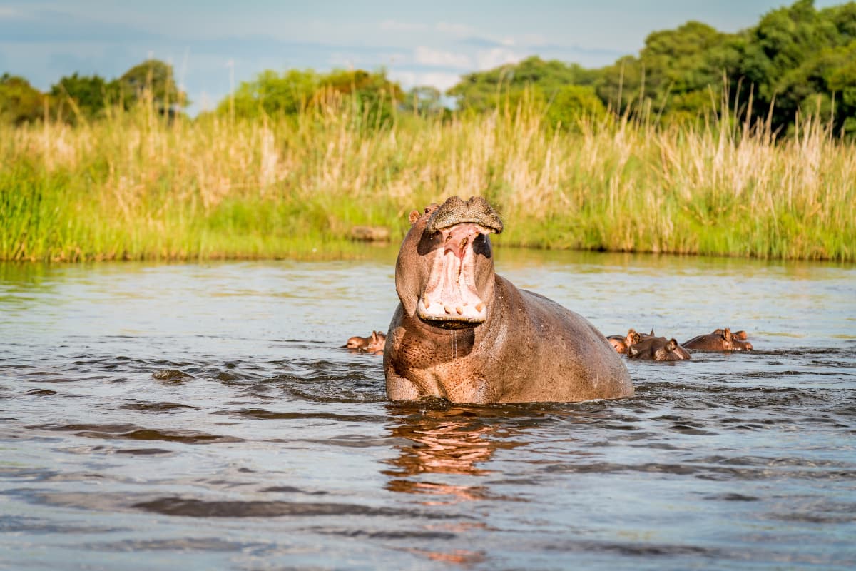 a-hippo-in-water-opening-it's-mouth
