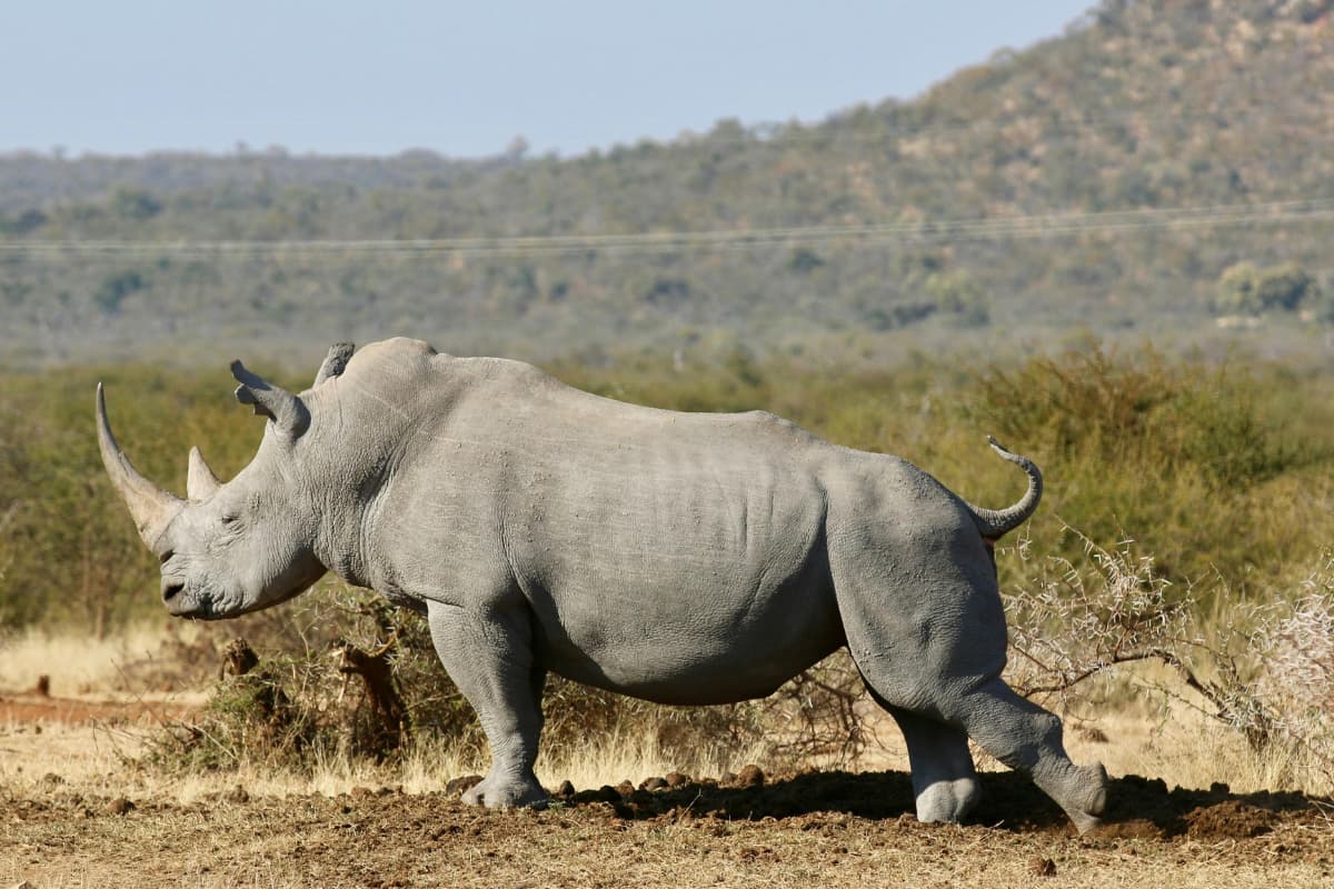 a-white-rhino
