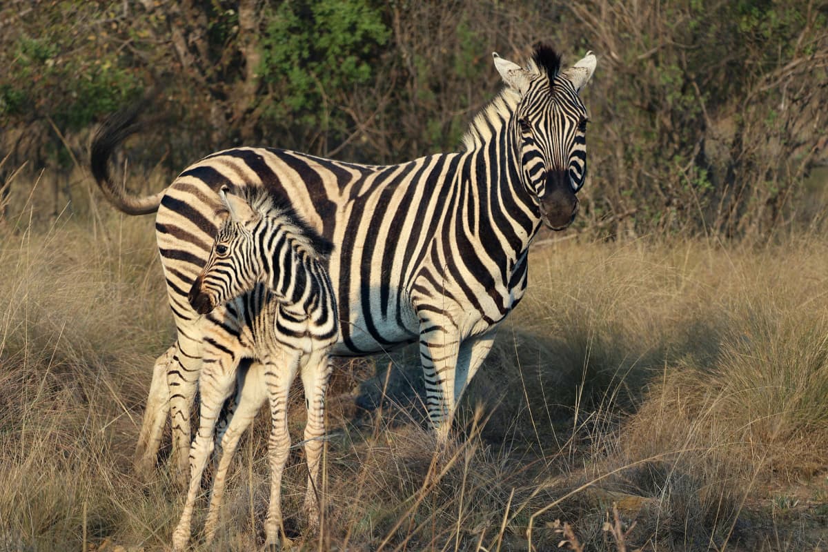 a-zebra-and-it's-calf