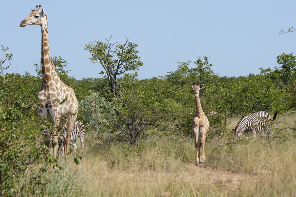 giraffes-and-zebras-in-the-savannah-forest