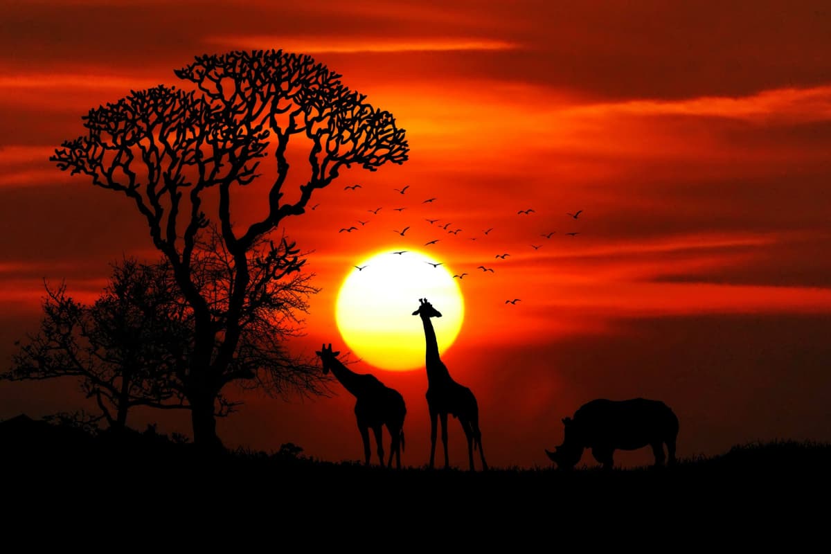 sunsetting-in-a-savanna-forest